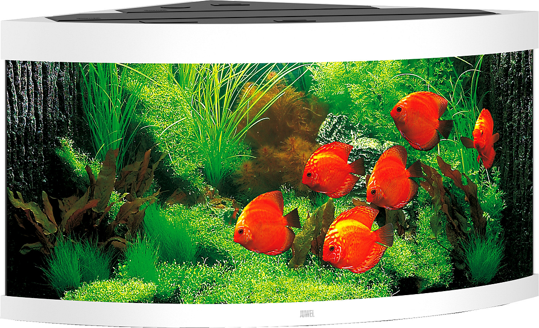 schuur Samenstelling Slagschip Juwel aquarium Trigon 350 LED wit | De Boer Dier & Ruiter
