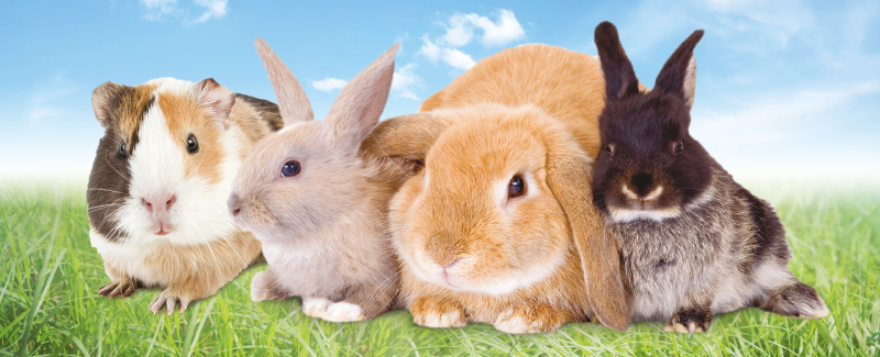 Ventileren Riskant Diverse De gezondheid van uw konijn of knaagdier